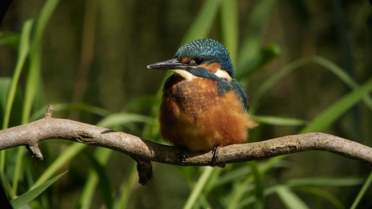  Film: Kleine Dommel, Levensader voor Oost-Brabant